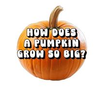 How Does a Pumpkin Grow So Big?