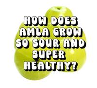 How Does Amla Grow So Sour and Super Healthy?