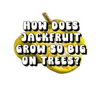 How Does Jackfruit Grow So Big on Trees?