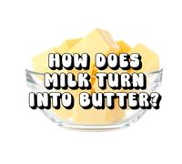 How Does Milk Turn Into Butter?