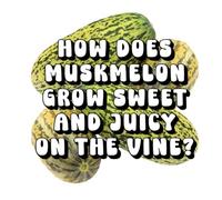 How Does Muskmelon Grow Sweet and Juicy on the Vine?