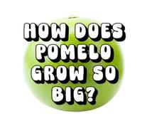 How Does Pomelo Grow So Big?