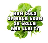 How Does Spinach Grow So Green And Leafy?