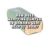 How Does Wrapping Tempeh in Banana Leaf Help It Grow?