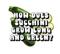 How Does Zucchini Grow Long and Green?