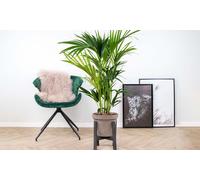 Howea Forsteriana: 1