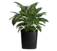 HowHomely Macetero con plato, color negro, 34 x 34 x 36 cm, moderno, minimalista, macetero mate, para interiores