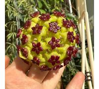 Hoya - Oficina Sala decoración Adecuado Aire Libre Silvestres otoño 1planta