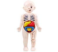 Hperu Anatomía Humana, Modelo de Cuerpo Humano 7x4 para niños con órganos Desmontables, Juguetes educativos de Ciencia Abdominal para niños Mayores de 3 años