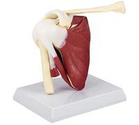 Hperu Esqueleto de anatomía |.Modelo de músculos de la articulación del Hombro de PVC con ligamentos, Modelo de Esqueleto de anatomía para médicos, Herramienta educativa de Oficina anatómica