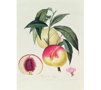HRJUBWREE Cartel Lienzo Impresión Lienzo Moderno Pintura Pared Arte Cuadro Pavía de Pompone grabada por Pierre Antoine Poiteau para Decoración de Paredes 60x90cm