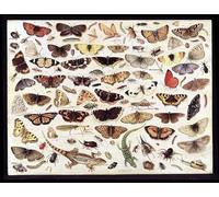 HRJUBWREE Vintage Lienzo Pintura Cuadro en Lienzo Impresión Pared Arte Estudio de mariposas y otros insectos de Jan Van Kessel el Viejo para la Decoración del Hogar de la Oficina 60x90cm