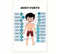 HSMXNEONJB Boy's Body Parts & Anatomy Learning Poster, Educational Wall Chart for Kids, Homeschooling Material, Montessori, Nursery Decor(Unframed,16x24inch(40x60cm))