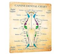 HSMXNEONJB Canine Chart Vintage Metal Tin Sign Educational Anatomy Reference for Clinic or Veterinary Office Wall Decor 8 X 12 inch