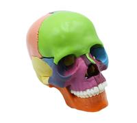 Hsthe Sea Modelo de cráneo humano colorido desmontable, modelo de cráneo de cabeza de esqueleto de tamaño natural incluye 15 piezas, modelo anatómico de cráneo médico para aprender, enseñar o exhibir