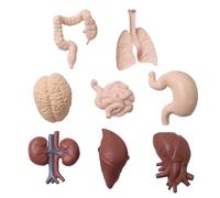 Hsthe Sea Modelo de órgano Humano de 8 Piezas Modelo de enseñanza Modelo de corazón Cerebro Realista Accesorios de Material didáctico Escolar Modelo de órgano Humano Profesional Material didáctico