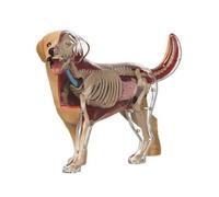 HuadaXtai Maqueta Anatómica de Gato Figura de Estudio Cuerpo Claro Partes Internas Desmontables Plástico Adecuada para Clases de Zoología Prácticas de Laboratorio Educación Básica
