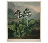 HUANTY Impresiones en lienzo para arte de pared Exposición Arte Lirio Tulipán Ilustración Póster Vintage Sin Marco Lienzo Pinturas Arte De Pared Imágenes Decoración Del Hogar(K,30x40cm)