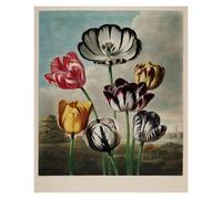 HUANTY Impresiones en lienzo para arte de pared Exposición Arte Lirio Tulipán Ilustración Póster Vintage Sin Marco Lienzo Pinturas Arte De Pared Imágenes Decoración Del Hogar(Q,60X90cm)