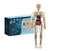 Huayeex Modelo del Cuerpo Humano para Niños | Maqueta de Anatomía Esquelética Humana 3D - Juguetes Fisiología Para Niñas Niños Adolescentes Aula Preescolar Hogar Biblioteca Halloween