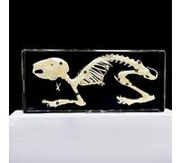 Huesos de conejo Muestras Muestras Pisapapeles Ciclo de vida de la Biología de animal Ciencias Educación Muestras de aula Colección de Resinas 200 * 90 * 40mm
