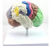 HUIBBGO Anatomía de Modelos, segmentación del Cerebro Humano en Modelos, segmentación de la Estructura Funcional por Color, Cuerpo Humano a tamaño Real, enseñanza médica