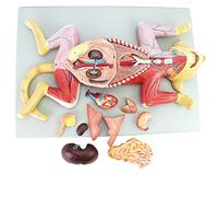 HUIBBGO Anatomía del Gato Modelo Gato de compañía Órganos viscerales Músculo Nervio Anatomía Adecuada Enseñanza Cría de Animales Estudio de la anatomía Animal Ejemplar
