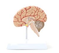 HUIBBGO Estructura del Cerebro Derecho Humano Vasos sanguíneos cerebrales 1:1 Modelo del Cerebro Derecho Humano Estructura de la Mitad Derecha del Cerebro Humano Modelo anatómico del nervi