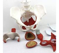 HUIBBGO Herramientas educativas, Modelo médico Educativo de la Pelvis Femenina en Modelos anatómicos, Regalos, ginecología y cuerpos extraíbles musculares, anatomía del Pubis y del Suelo p