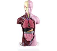 HUIBBGO Maniquí de 28 cm de Torso Humano, anatomía de órganos internos, Modelo anatómico de Torso Humano - Mini Modelo de anatomía Humana, Rompecabezas visceral, Modelo didáctico para estu