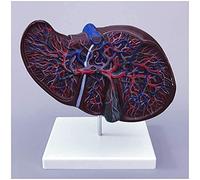 HUIBBGO Materiales didácticos, Modelo Corporal, Modelo de Esqueleto, Modelo de hígado médico - Modelo de órgano Humano, Modelo de Estructura hepática - Modelo anatómico de hígado, Modelos