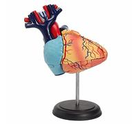 HUIBBGO Materiales didácticos, Modelos de corazón Humano, anatomía, Modelo de corazón Funcional, guía de repaso de anatomía, para enfermería y Estudiantes de Medicina.