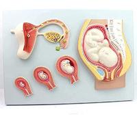 HUIBBGO Materiales educativos, Modelo anatómico, Modelo de Esqueleto, Modelo del Proceso de Desarrollo embrionario Humano, Modelo de embrión de óvulo fecundado, Tejido uterino, Embarazo fe