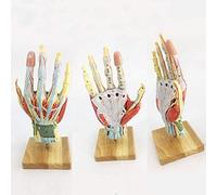 HUIBBGO Modelo anatómico de Esqueleto de Mano médica, 7 Partes, músculos, ligamentos, Nervios y Vasos sanguíneos de la Mano Humana, anatomía, Modelo de Mano mínimamente invasivo de tamaño