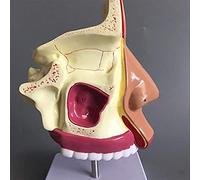 HUIBBGO Modelo anatómico de Nariz 1.5X para Modelos didácticos, Modelo de anatomía del Orificio Nasal
