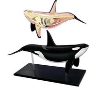 HUIBBGO Modelo anatómico de órganos de Ballena en 4D, Modelo anatómico de Ballena, Desmontable en 16 Partes, Modelo médico de órganos anatómicos Animales para la enseñanza y demostración d