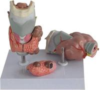 HUIBBGO Modelo anatómico de patología tiroidea, hipertiroidismo e hipotiroidismo, Modelo anatómico del Sistema endocrino Humano, Herramienta didáctica para la Garganta y la tiroides, para