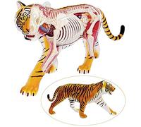 HUIBBGO Modelo anatómico de Tigre Desmontable. Modelo anatómico científico para la educación médica. Ideal para la educación o para Veterinarios. Modelo de Esqueleto.