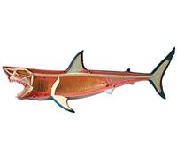 HUIBBGO Modelo anatómico, Modelo anatómico Animal 4D, Modelo Visual Desmontable de órganos, Modelo de Esqueleto Animal translúcido, Material didáctico para Padres e Hijos, Modelo de esquel
