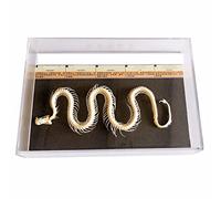 HUIBBGO Modelo anatómico Modelo anatómico Murciélago, Hueso de Serpiente, espécimen de Lagarto, Animal - Exhibición de Equipo médico didáctico Ayuda auspiciosa Simulación de Laboratorio de