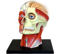HUIBBGO Modelo anatómico, Modelo de Esqueleto Corporal, Modelo Educativo, Modelo de anatomía Humana 4D, 14 Partes Desmontables, Musculatura Humana, Sistema nervioso, anatomía de órganos, m