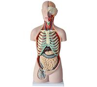 HUIBBGO Modelo anatómico, Modelo Educativo para armar de 85 cm, Modelo de Torso Humano de 17 Piezas, Modelo de órganos Humanos, Modelo visceral, Modelo de Tronco para educación Escolar, mo