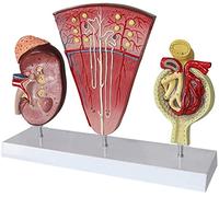 HUIBBGO Modelo Corporal Educativo: Modelo anatómico del riñón - Modelo de anatomía de órganos Humanos, Modelo de la Unidad renal Humana, Modelo del Sistema urinario glomerular - para Mater