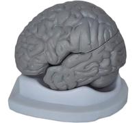 HUIBBGO Modelo de anatomía Cerebral - Modelo de anatomía del Cerebro Humano para enseñanza - Modelo de espécimen Humano - Modelo del Cuerpo Humano a tamaño Real - Modelo de Cerebro Humano