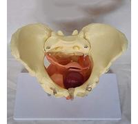 HUIBBGO Modelo de anatomía de los órganos pélvicos y la Fascia Femeninos Modelo médico anatómico de Pelvis Femenina