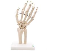 HUIBBGO Modelo de articulación de Hueso de Mano Modelo de Esqueleto Humano Modelo Humano Investigación de anatomía Humana Modelo de Esqueleto de articulación médica Modelo de Mano Modelo d