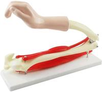 HUIBBGO Modelo de articulación del Codo - Modelo de músculo esquelético del Brazo - para Material didáctico de biología anatómica médica. Modelo de Actividad de la articulación del Codo co