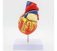 HUIBBGO Modelo de enseñanza, Modelo de corazón, anatomía, Aumento de 2 Veces, anatomía del corazón Humano con Etiqueta Digital, 4 Piezas Desmontables e Instrucciones de posición anatómica