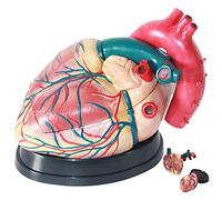 HUIBBGO Modelo de enseñanza, Modelo de corazón con Aumento de 5X, Modelo de corazón Humano para anatomía con 3 Piezas Desmontables, Instrucciones de posición anatómica y etiquetadas digita