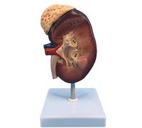 HUIBBGO Modelo de enseñanza, Modo anatómico de riñón Humano con Aumento de 2 Veces con Estructura anatómica precisa y Textura Clara y etiquetado Digital para observar Las estructuras Inter